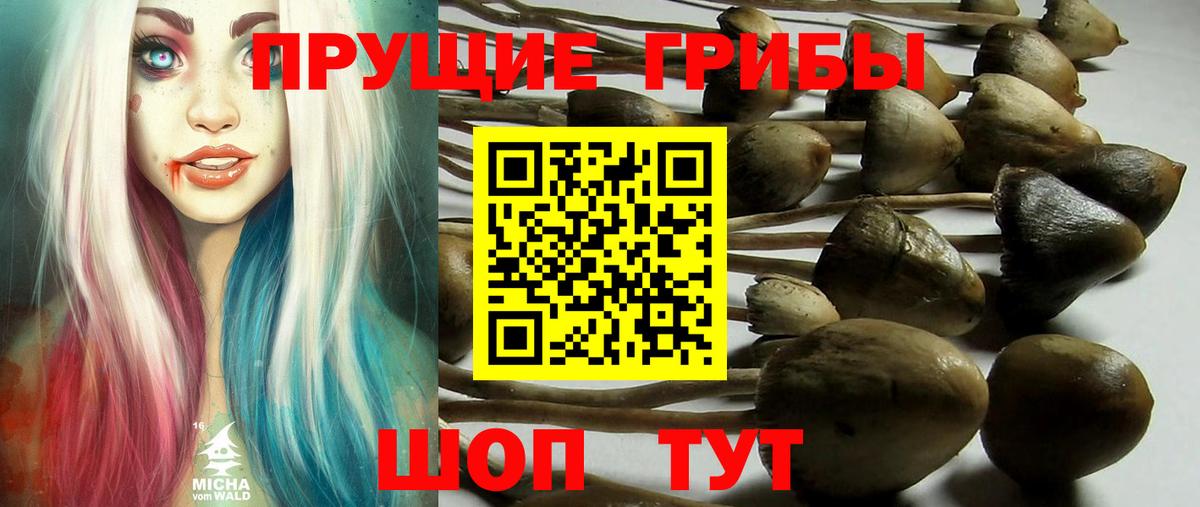 Новочебоксарск  Псилоцибиновые грибы Psilocybe  Вход с VPN 